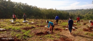 Pembukaan lahan Perkebunan Ponpes Al Barru