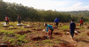 Pembukaan lahan Perkebunan Ponpes Al Barru