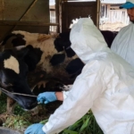 Wabah PMK Merebak, DPP LDII Dorong Umat Islam Tetap Berkurban dengan Prinsip Kehati-hatian