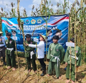 Blora Didorong Jadi Pusat Pengembangan Sorgum Nasional